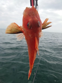 カナガシラの釣果