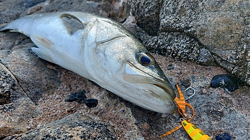 マルスズキの釣果