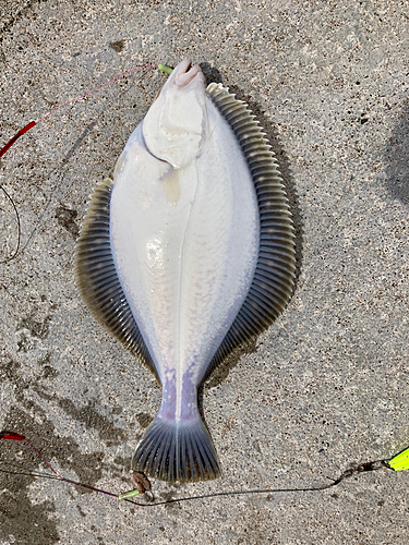 カレイの釣果