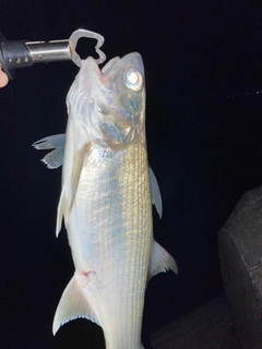 ツバメコノシロの釣果