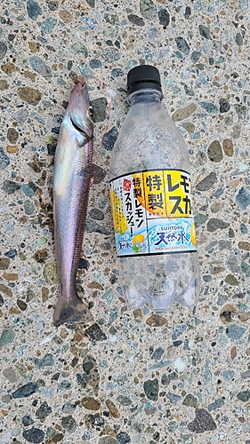 キスの釣果