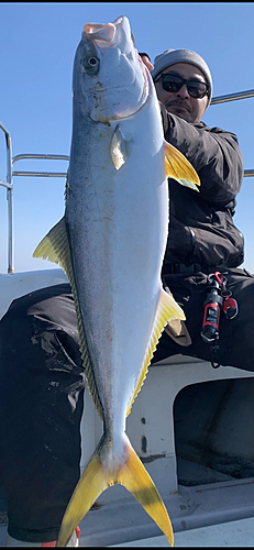 ヒラマサの釣果