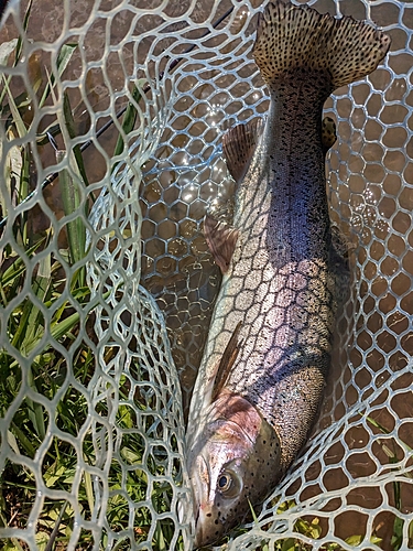 ニジマスの釣果