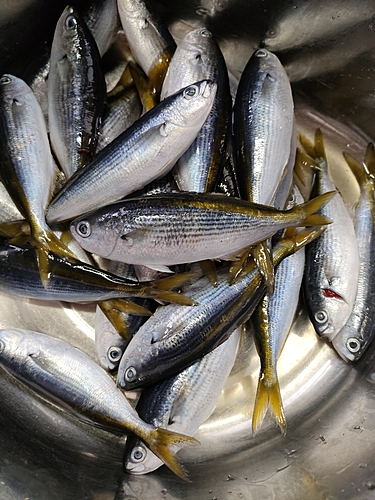 タカベの釣果