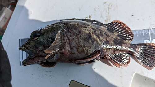 アラカブの釣果