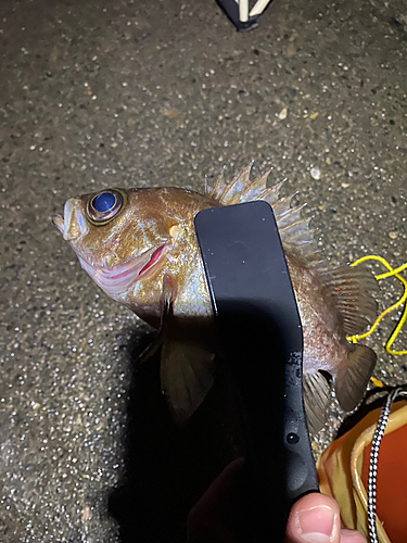 クロメバルの釣果