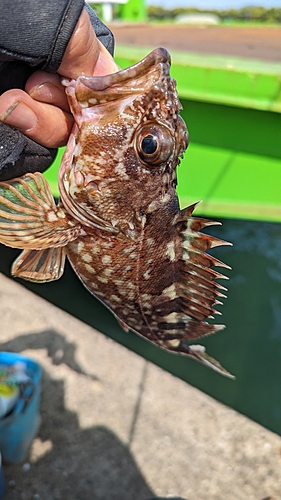 アラカブの釣果