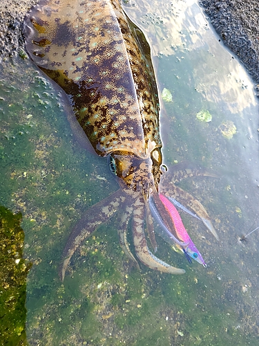 アオリイカの釣果