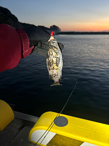 ソイの釣果