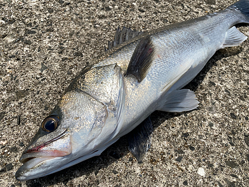 スズキの釣果