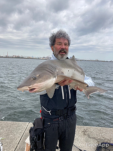 ドチザメの釣果