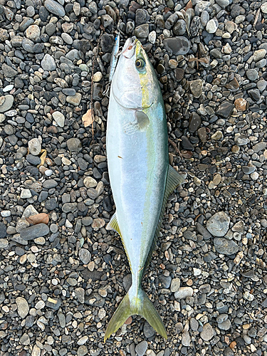 メジロの釣果