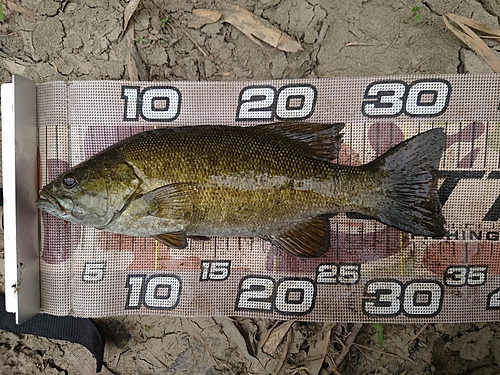 スモールマウスバスの釣果