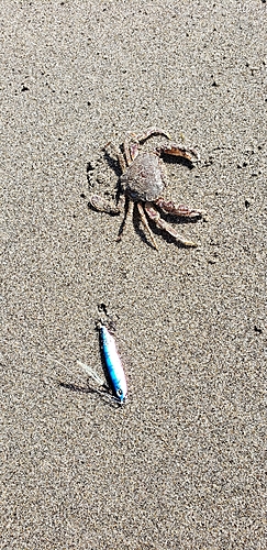 カニの釣果