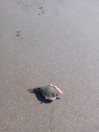 フグの釣果