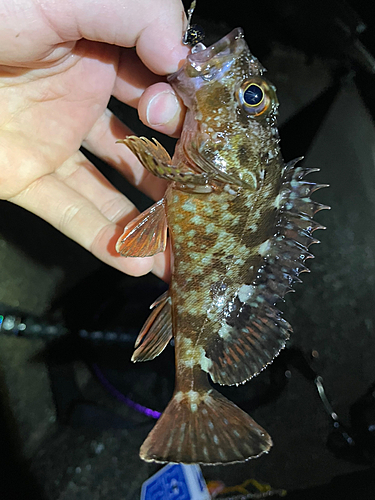 カサゴの釣果