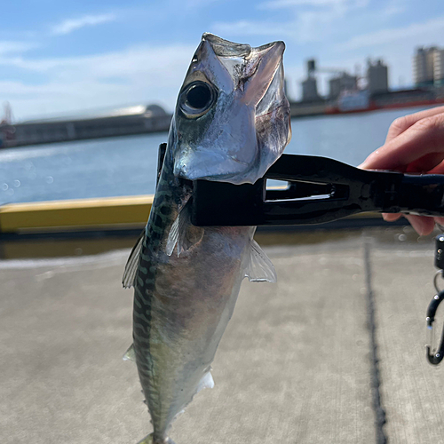 サバの釣果