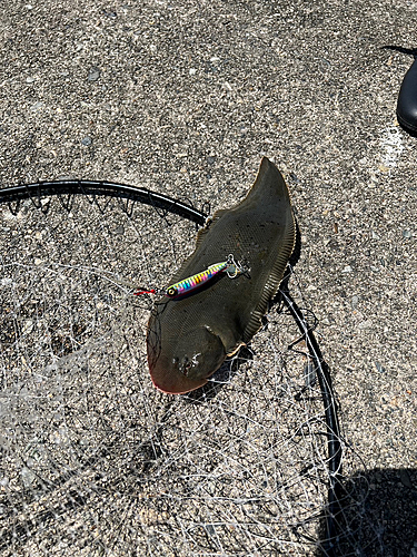 シタビラメの釣果