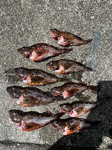 ブラックバスの釣果