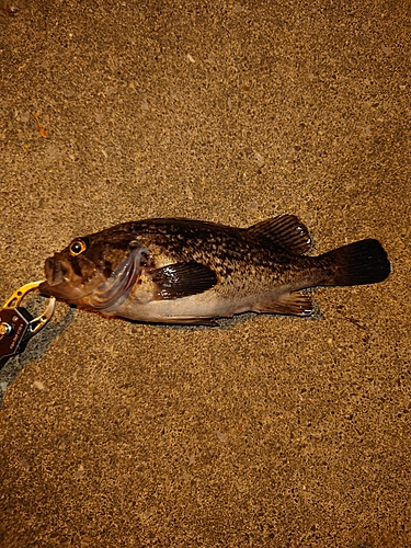 クロソイの釣果