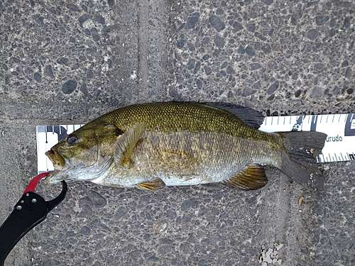 スモールマウスバスの釣果