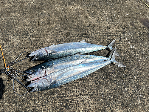 サゴシの釣果