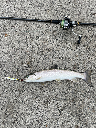 アメマスの釣果