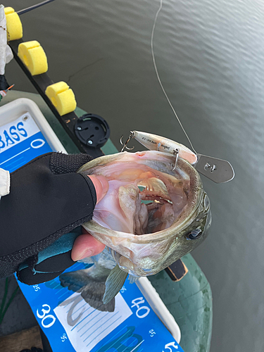 ブラックバスの釣果