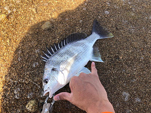 キビレの釣果