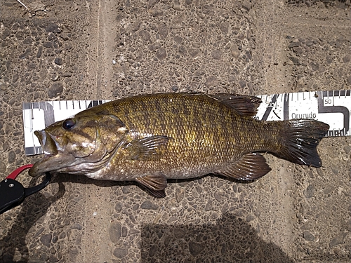 スモールマウスバスの釣果