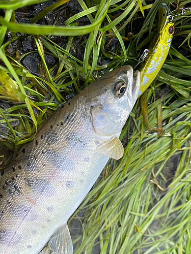 ヤマメの釣果