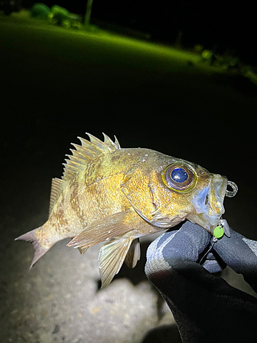 メバルの釣果