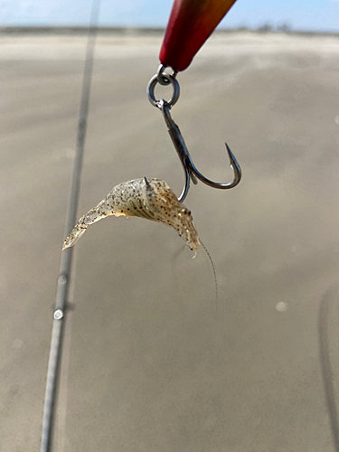 エビの釣果