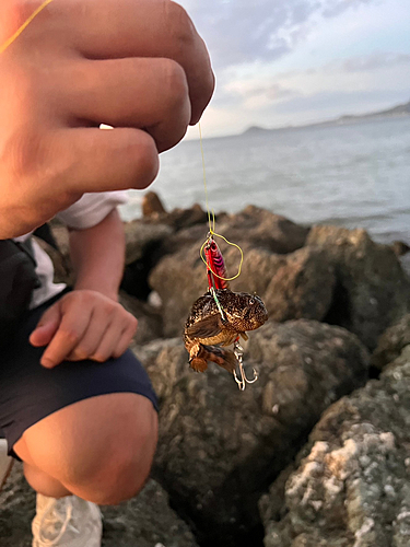 ムツの釣果