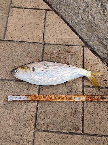 コノシロの釣果