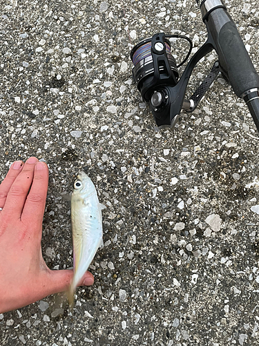 マアジの釣果