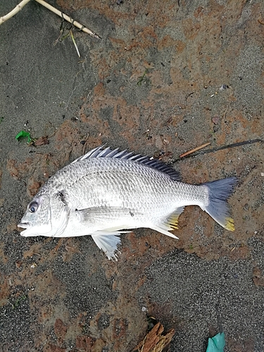 キビレの釣果