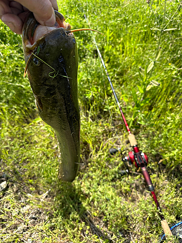 ナマズの釣果