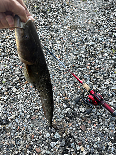 ナマズの釣果