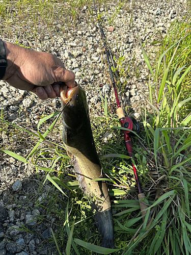 ナマズの釣果