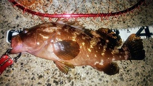 アコウの釣果