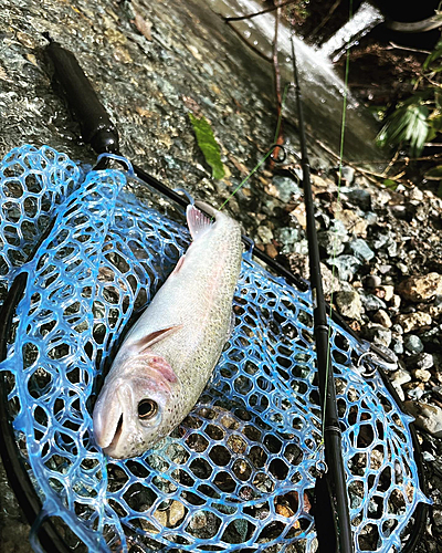 ニジマスの釣果