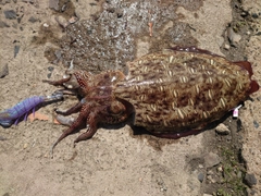 モンゴウイカの釣果