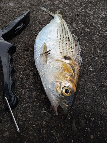 コノシロの釣果