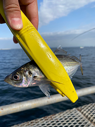 マアジの釣果