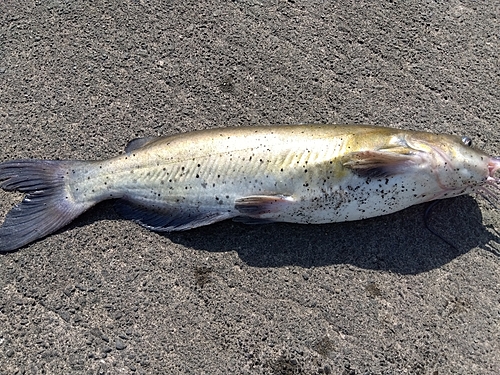 アメリカナマズの釣果