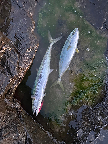 サゴシの釣果