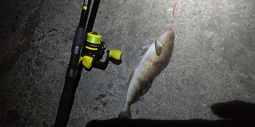 ホッケの釣果