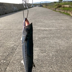 サゴシの釣果