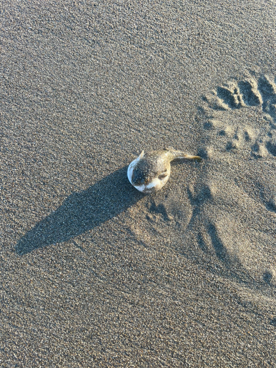 シタビラメ